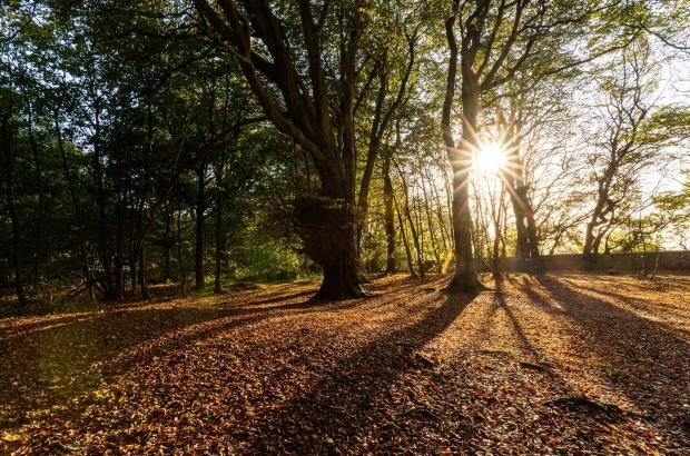 The Argus: Jim said his Healthwalks in the woods through Stanmer Park are popular year round.  Photo: Claire Pulman