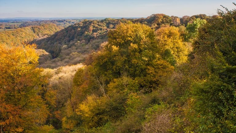 Government says it plans to plant 30,000 hectares of trees per year by 2025