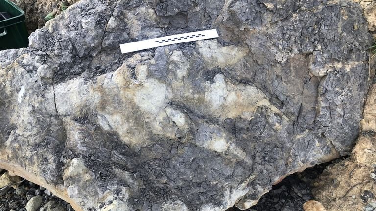 It is the largest dinosaur footprint found in Yorkshire