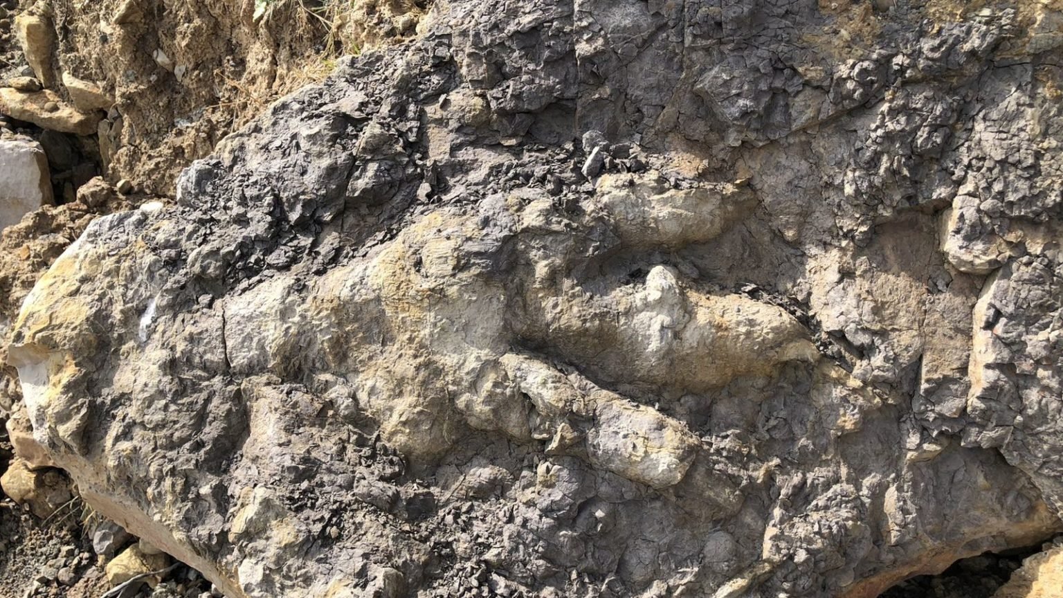 fossil of dinosaur and human footprint