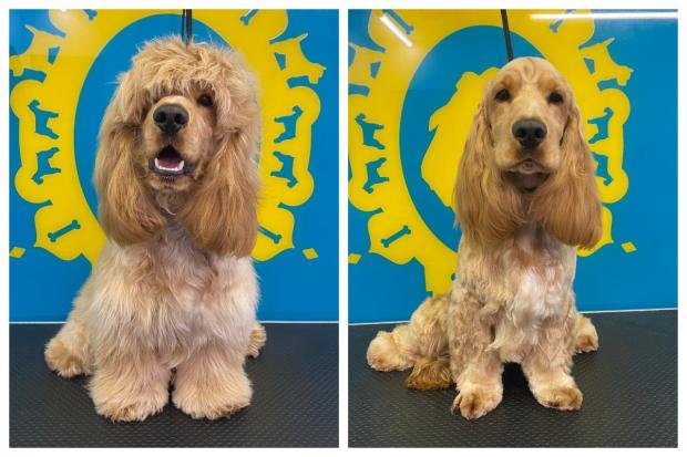 The Argus: dogs with long hair need regular haircuts to keep them tidy