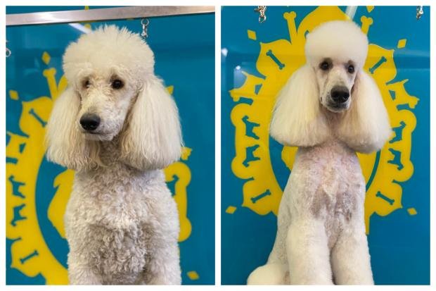 The Argus: Covid has seen a lot of people want to become a dog groomer