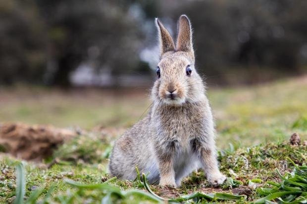 The Argus: baby rabbits recovered by the RSPCA 