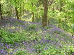 Times Series: The Bluebell Walk.