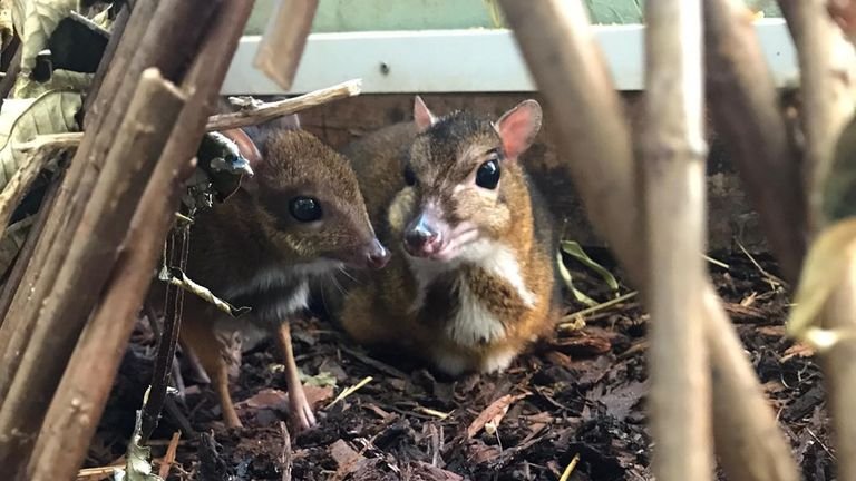 A baby mouse deer, which measures the height of a pencil, is reported to be thriving at Bristol Zoo.
