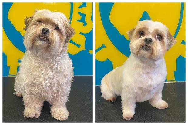 The Argus: Dogs came for a haircut after Covid restrictions eased