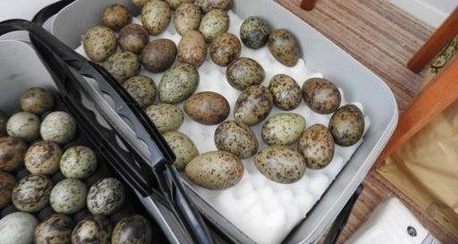 179 black-headed gull eggs were found at Terence Potter's home.  Photo credit: The RSPB