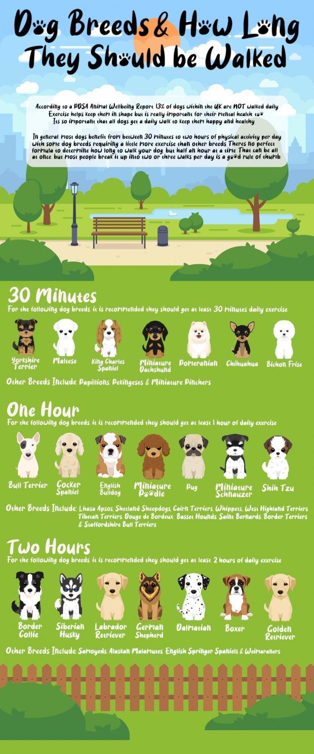 Times Series: A Complete List of Recommended Walking Times for Dogs