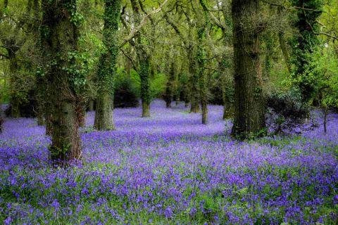 Times Series: BLOOMING: Pamphill Hyacinth Wood by Neil Newey