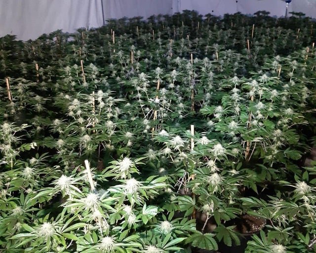 Rotherham Central NPT officers seized 1,200 plants from a Rotherham address.