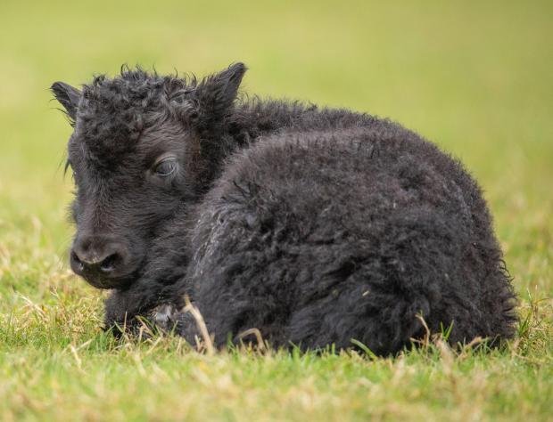 Times Series: A baby yak at ZSL Whipsnade Zoo.  Picture: ZSL.
