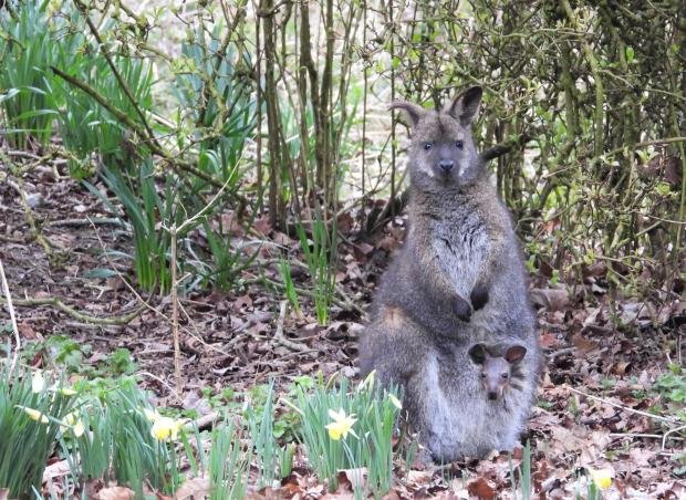 Times Series: A wallaby called Joey in a pouch at the ZSL Whipsnade Zoo.  Picture: ZSL.