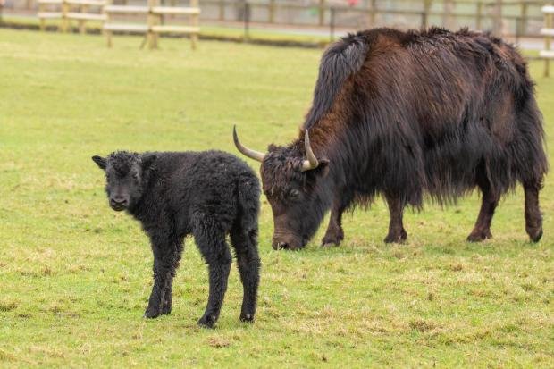 Times Series: The baby yak at ZSL Whipsnade Zoo with his mom.  Picture: ZSL.