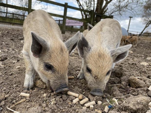 Times Series: Lunch for Mangalitsa piglets.  Image: ZSL Whipsnade Zoo.