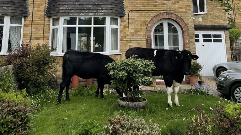 Yum: Cows were seen training in grass in people's gardens