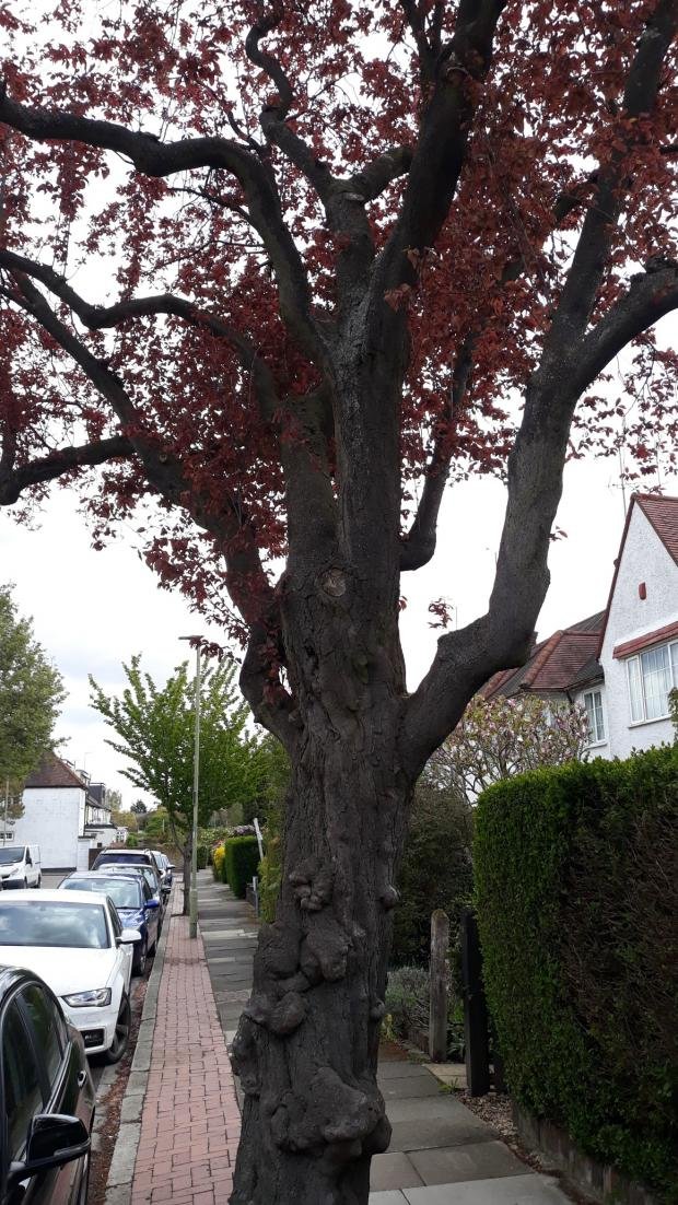 Time series: A tree that has been marked for removal (Image: Rob White)