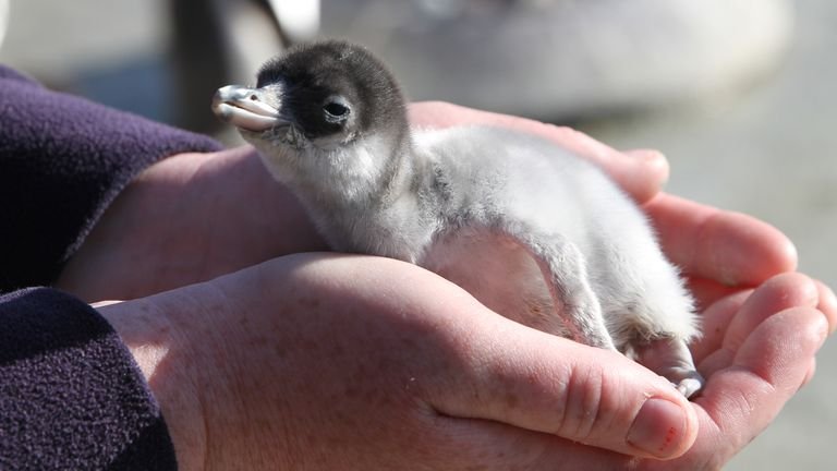 One of nine penguin chicks that hatched at Edinburgh Zoo