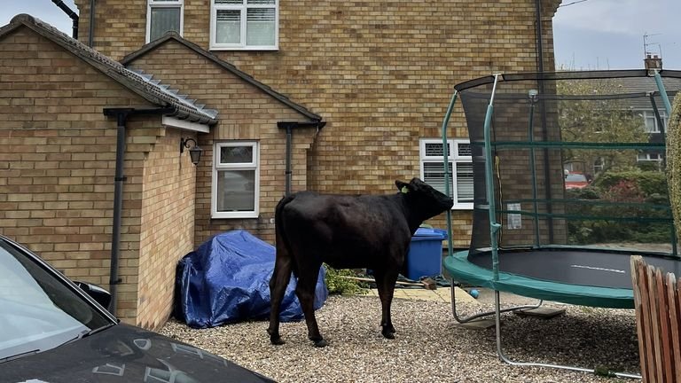Pretty fancy that: a bull looked tempted to make a trampoline