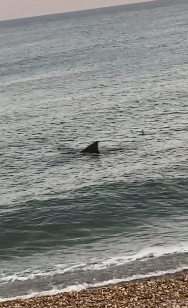The Argus: a creature resembling a shark was seen on the beach of Hove