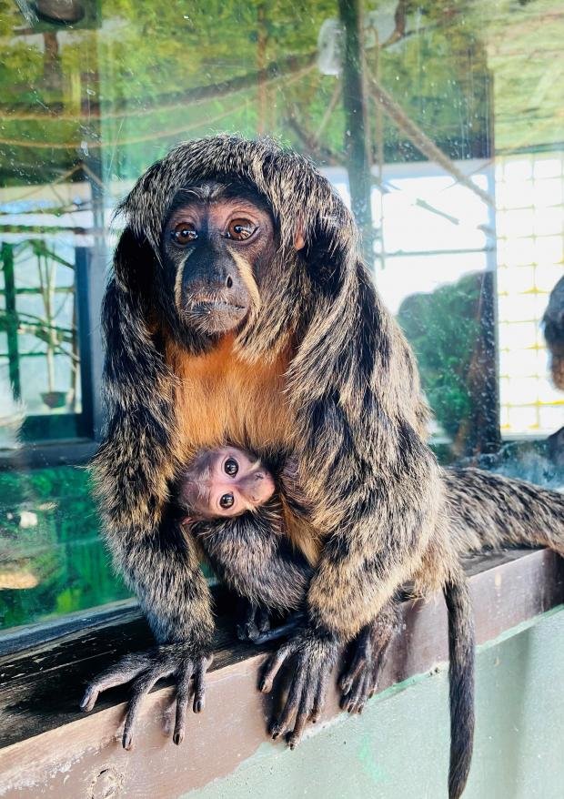 Times Series: A baby saki monkey with mom Kaituma at ZSL Whipsnade Zoo.  Picture: ZSL.
