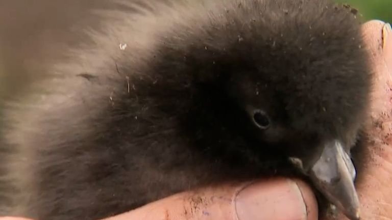 baby puffin: EU fishing causes loss of puffin population 