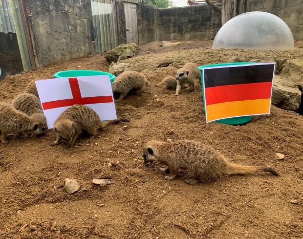 Argus: meerkats predict Euro success for England