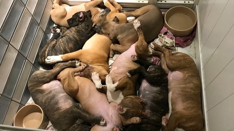 Zeus and the eight other puppies seized by police and RSPCA in Bristol