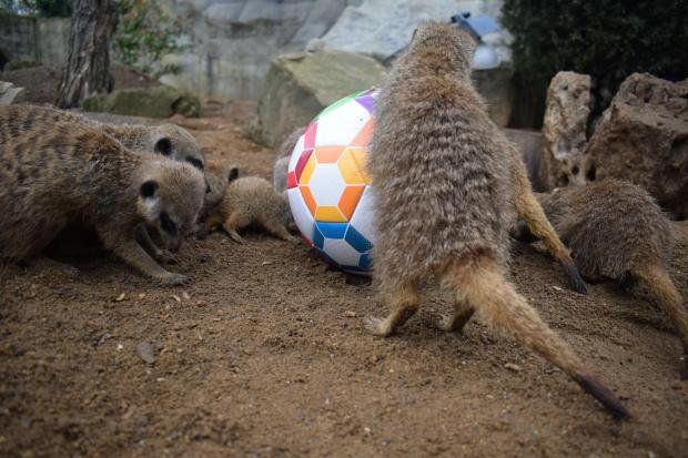 The Argus: Meerkats at Sussex Wildlife Park predicted victory in England