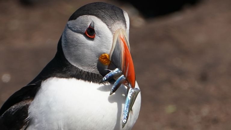 A Farne Islands puffin holds fish in its beak.  Arctic terns, puffins, murres and nesting cormorants all suffered losses due to heavy rainfall on the Farne Islands earlier this month, with chicks and puffins (baby puffins) being the most vulnerable.  125 mm of precipitation fell in just 24 hours on June 13, 2019, five times more than the whole of June of the previous year (24.8 mm).
