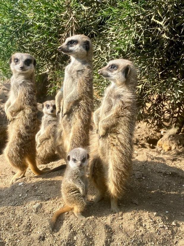 The Argus: Kane and Sterling, newly named meerkat puppies with a group