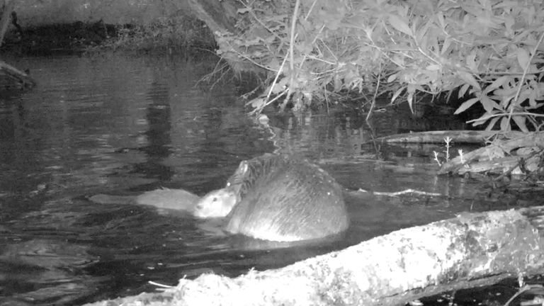 Undated photo of a Beaver kit and mother at the National Trust's Holnicote estate in Somerset.  Camera footage captured footage of the first baby beaver born on Exmoor in 400 years, the National Trust said.  The youngster, known as the kit, was filmed at the Holnicote Estate, a conservation charity, in Somerset, where beavers were introduced to an enclosure in January 2020. Date of issue: Tuesday, July 13, 2021.