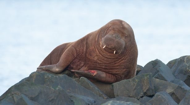 Freya the walrus, who was sighted in Seahouses last month.