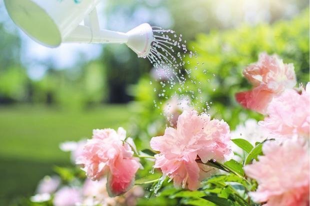 Times Series: A person watering flowers (Canva)