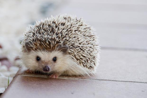 Times Series: A Hedgehog (Canva)