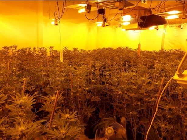 The Cannabis Farm on the Cowpen Road property