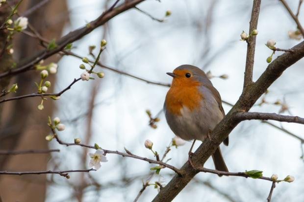 Times Series: A robin sitting in a tree (Canva)
