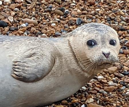 The Argus: The seal on Hove beach yesterday afternoon 
