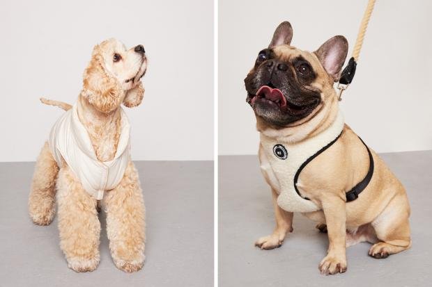Times Series: (left) Teddie wearing a white PLT coat and (right) a Pug wearing a white PLT harness (PrettyLittleThing/Canva)