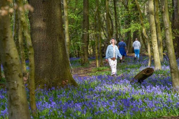 The Argus: Bluebells in Brighton's Stanmer Park.  Photo by Simon Dack