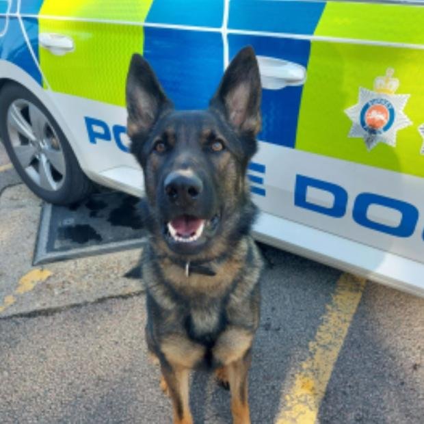 The Argus: Hox - a two-year-old German Shepherd police dog 