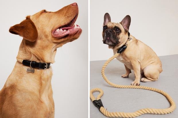 Times Series: (left) a dog wearing the PLT collar and (right) a pug wearing a PLT leash (PrettyLittleThing/Canva)