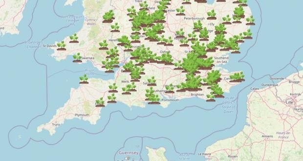 The Argus: WhatShed's interactive map shows dozens of places in southern England where giant hogweed has been spotted.  Image: What Shed