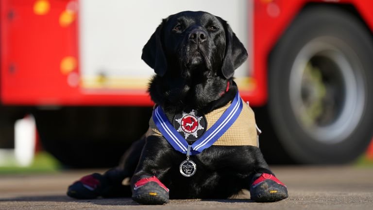 Britain&#39;s longest-serving Fire Investigation Dog, Labrador Reqs, receives his PDSA Order of Merit medal at Hertfordshire&#39;s Joint Emergency Services Academy, for his unwavering devotion to duty and service to society during his 11-year career. 