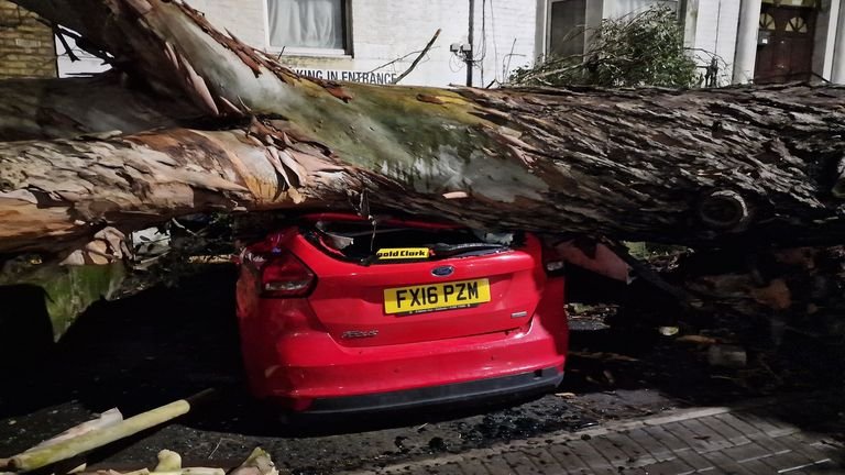 Photo of a fallen tree in Forest Hill, London. Pic: Michael Snasdell/PA Wire